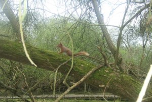 One of Brownsea Islands Red Squirrels