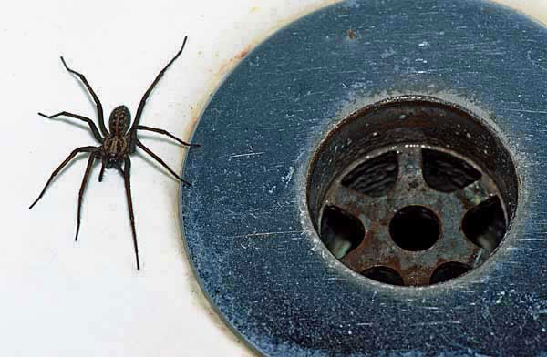 spider plughole