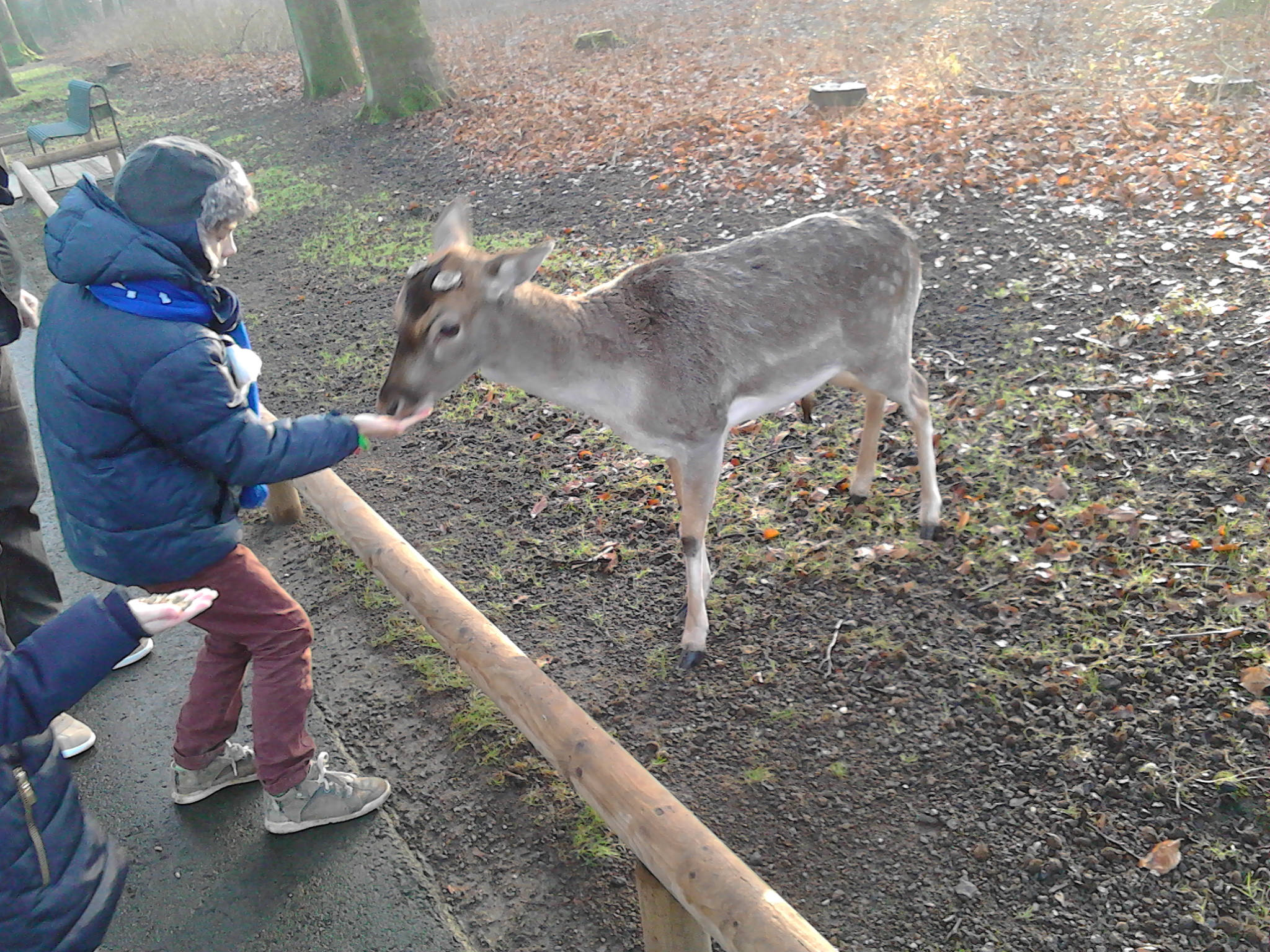 Cologne deer