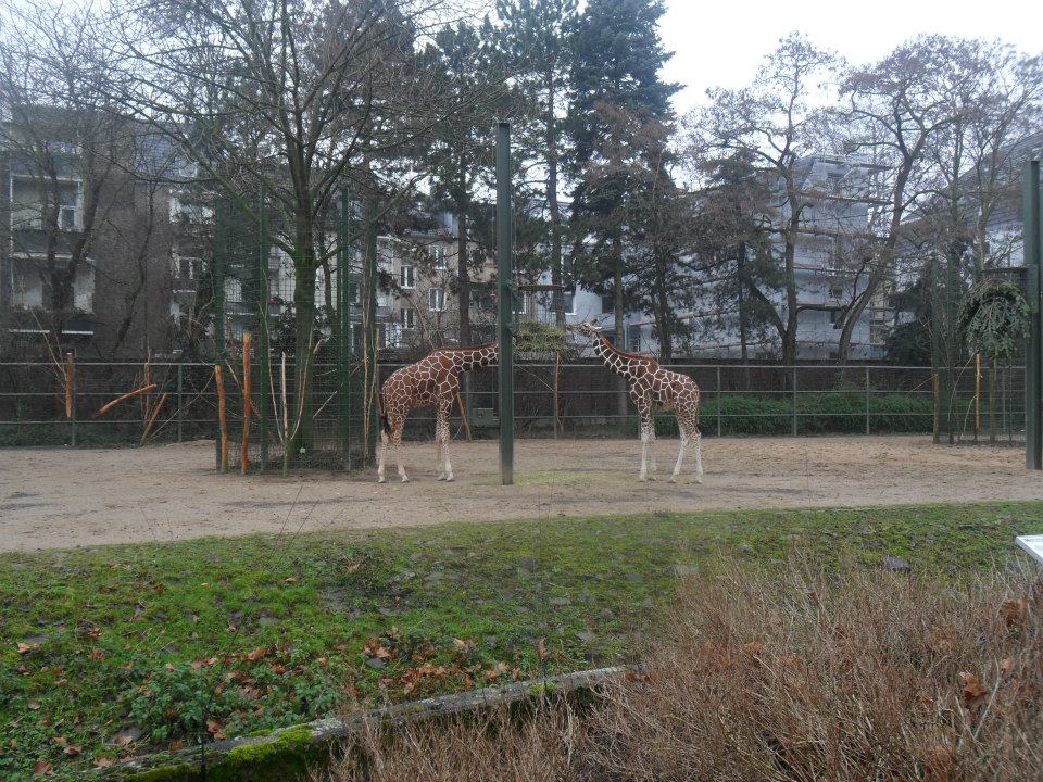 cologne - giraffes