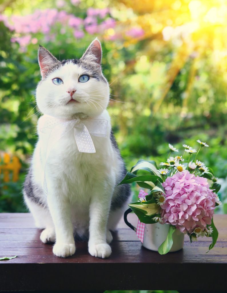 blue eyed tom cat sit on wooden bench with hydrangea bouquet on the blossom summer sun garden background