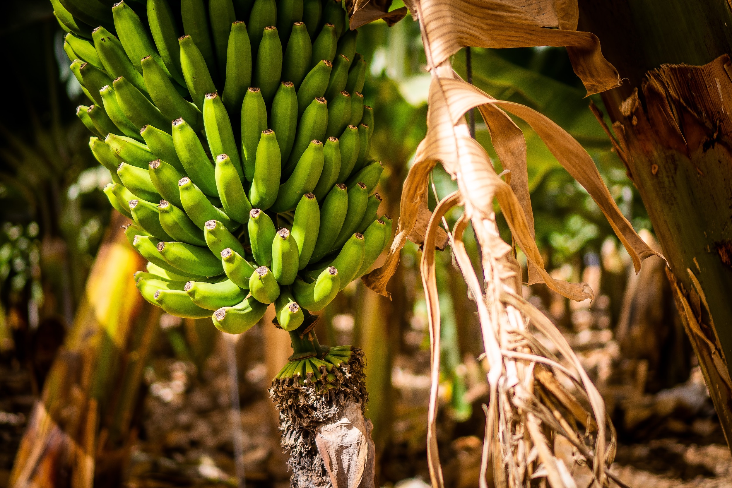 Enjoy Tenerife's traditional food and ocean-inspired cooking.