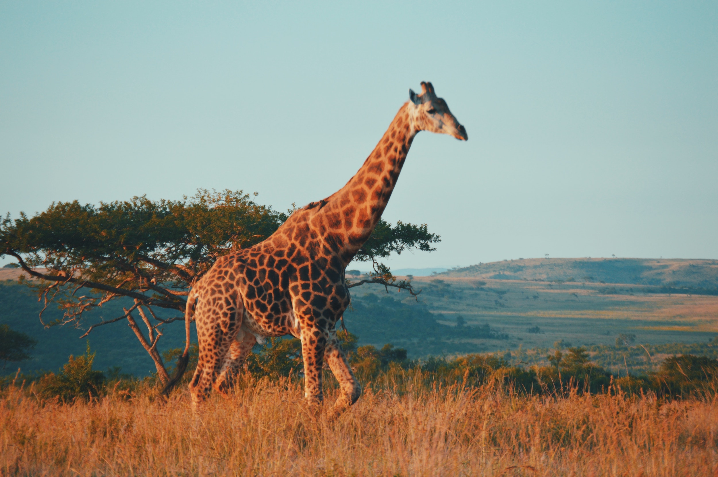 Surrounded by oceans and a mountainous interior, South Africa is a patchwork of climates across the vast landscape.