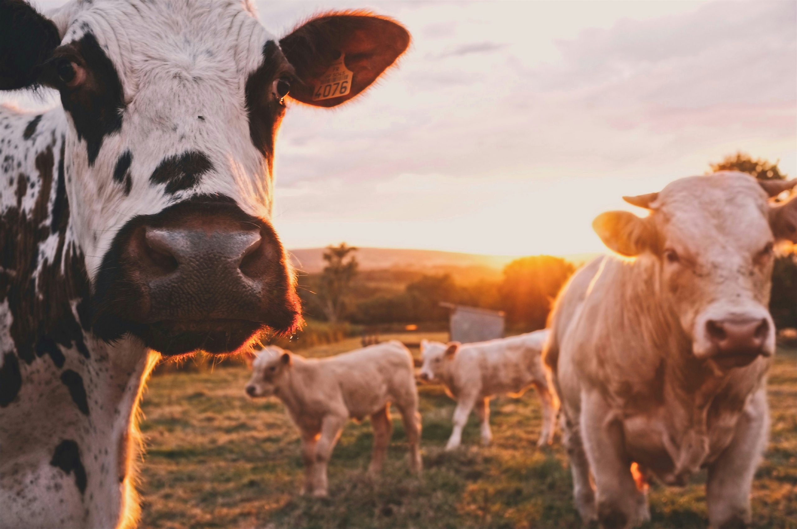 A herd of cows on top of a lush field