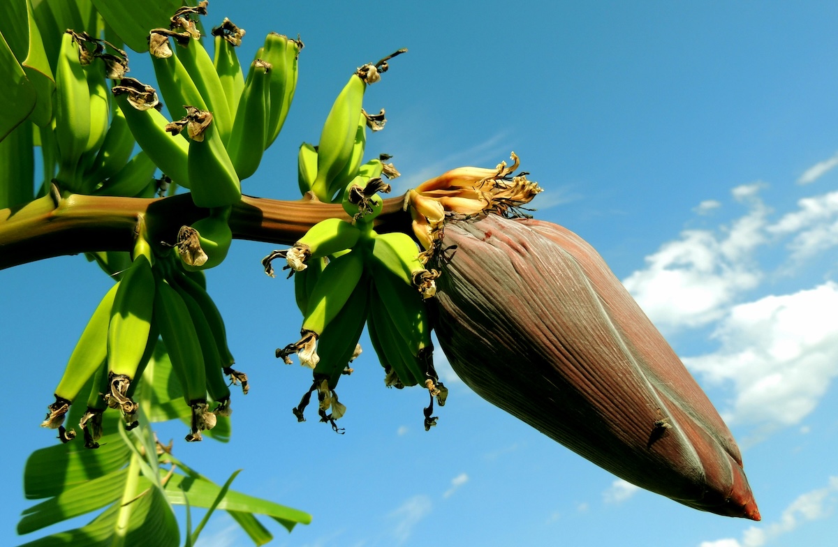 Banana tree with a blue sky background
