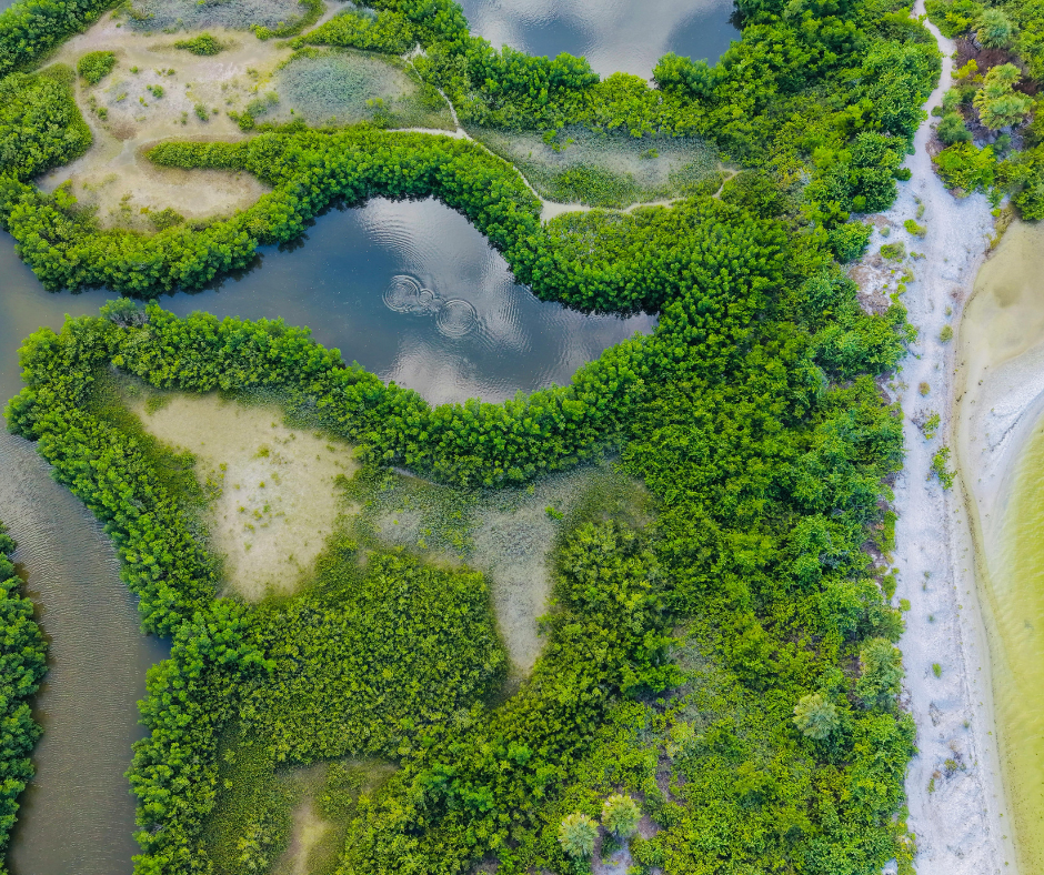 Florida Everglades overhead landscape photo