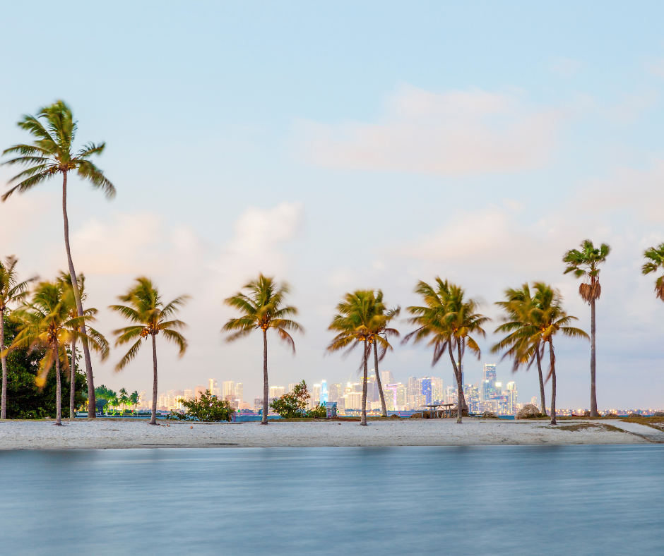 The Florida Keys palm trees
