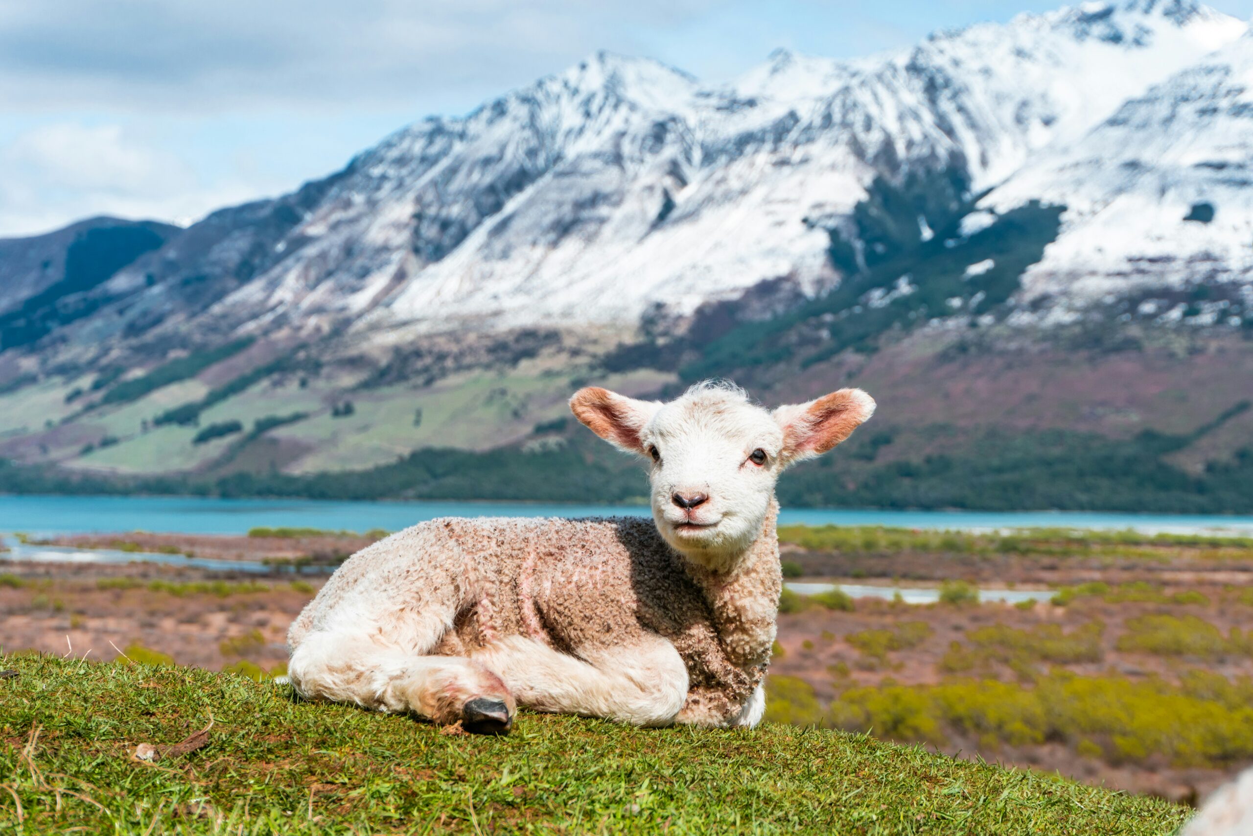New Zealand sheep