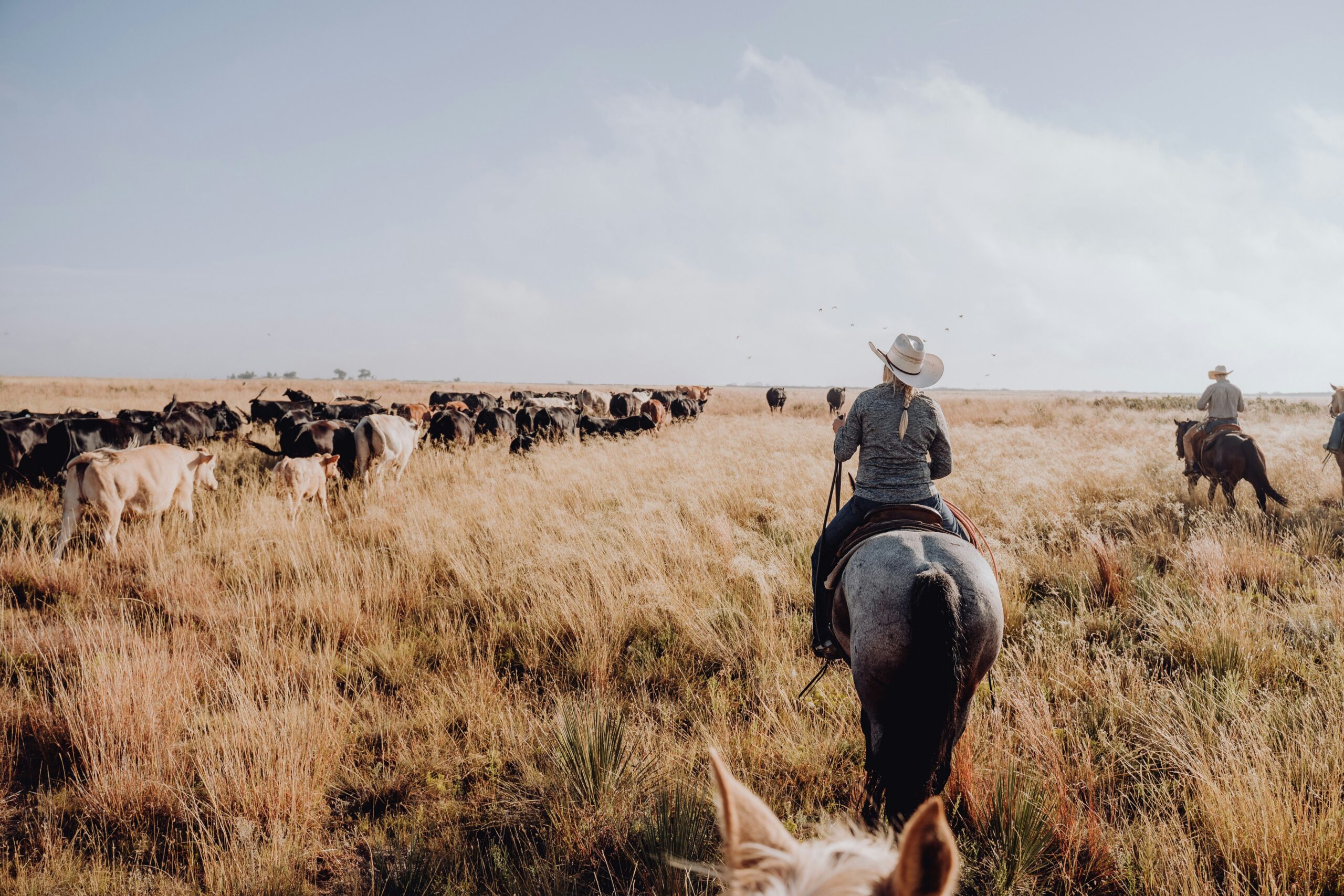 Horseback ranch work