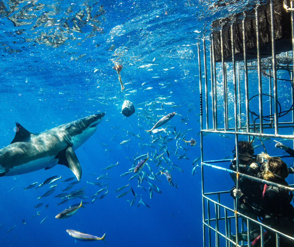 Shark diving